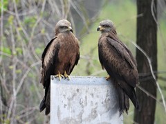 Yellow-Billed Kite photo 3