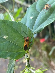 Hypselonotus bitrianguliger