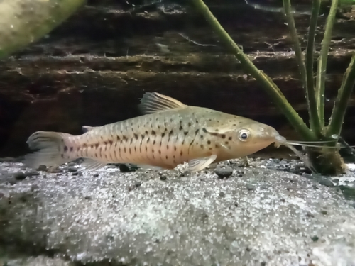 Patrijspoort-pantsermeerval (Dianema longibarbis) — Callichthyidae — 4