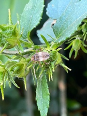 Hypselonotus bitrianguliger