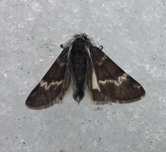 Leucobrephos brephoides