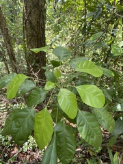 Dendropanax arboreus