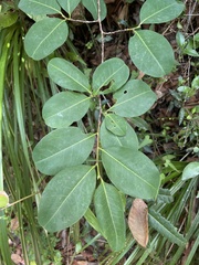 Erythroxylum rufum