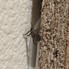 Dermacentor andersoni