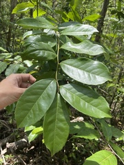 Symplocos latifolia