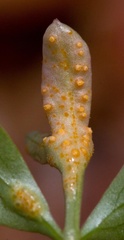 Puccinia erigeniae