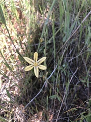 Triteleia