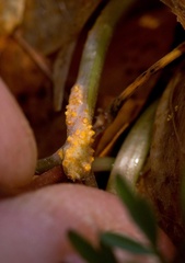 Puccinia erigeniae