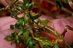 Puccinia erigeniae