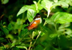 Anartia amathea