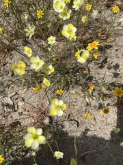 Hesperomecon linearis