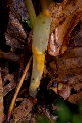 Puccinia erigeniae