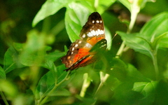 Anartia amathea