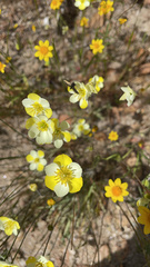 Hesperomecon linearis