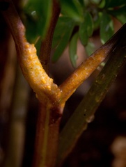 Puccinia erigeniae