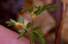 Puccinia erigeniae