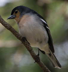Fringilla coelebs palmae