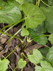 Ficaria verna bulbilifera