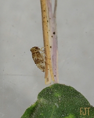 Hemiptera