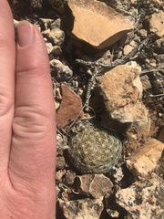 Escobaria vivipara arizonica