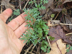 Perideridia americana