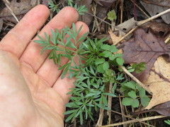 Perideridia americana