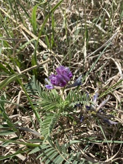 Astragalus crassicarpus
