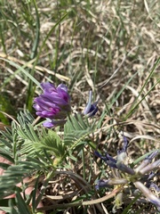 Astragalus crassicarpus
