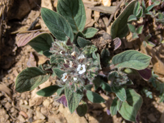 Phacelia phacelioides