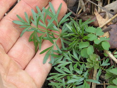 Perideridia americana