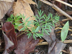 Perideridia americana