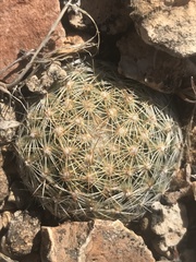 Escobaria vivipara arizonica