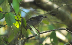 Myiothlypis leucoblephara