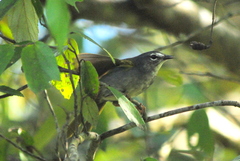 Myiothlypis leucoblephara