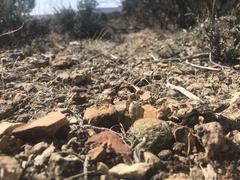 Escobaria vivipara arizonica