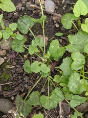 Ficaria verna bulbilifera