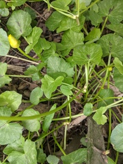 Ficaria verna bulbilifera