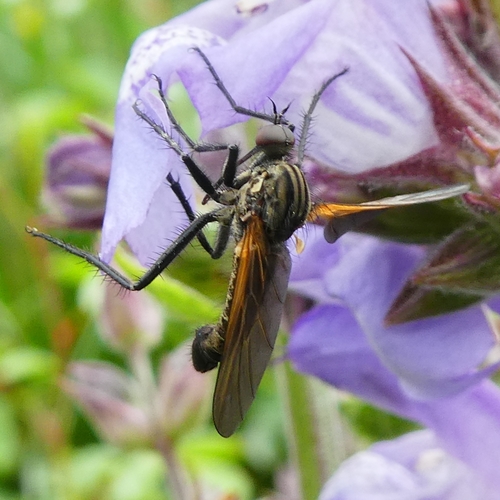 Empis marqueté