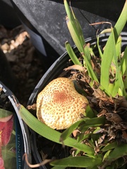 Gymnopilus aeruginosus