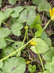 Ficaria verna bulbilifera