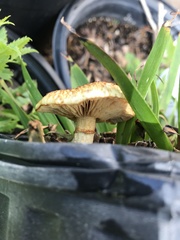 Gymnopilus aeruginosus