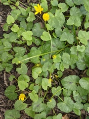 Ficaria verna bulbilifera