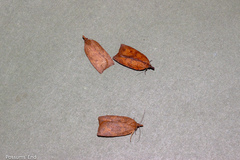 Planotortrix
