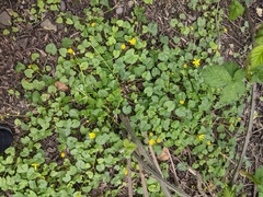 Ficaria verna bulbilifera