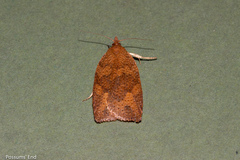 Planotortrix
