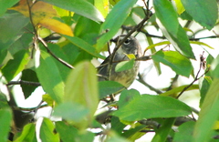Myiothlypis leucoblephara