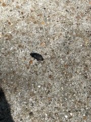 Anisodactylus rusticus