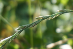 Lolium perenne