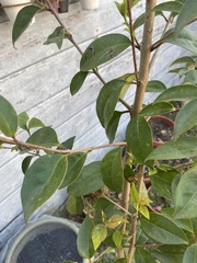 Magnoliopsida