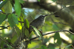 Myiothlypis leucoblephara